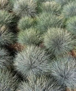 Future Forests Festuca Glauca