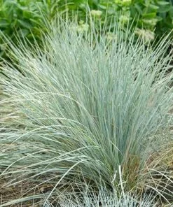 Future Forests Festuca Glauca