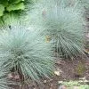 Future Forests Festuca Glauca 2 Future Forests Festuca Glauca