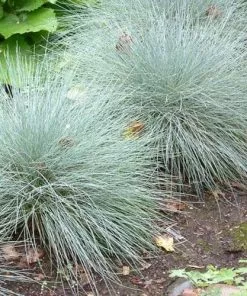 Future Forests Festuca Glauca
