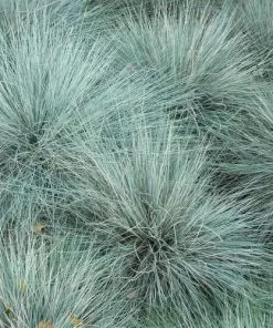 Future Forests Festuca Glauca