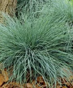 Future Forests Festuca Glauca Elijah Blue 13 Future Forests Festuca Glauca Elijah Blue