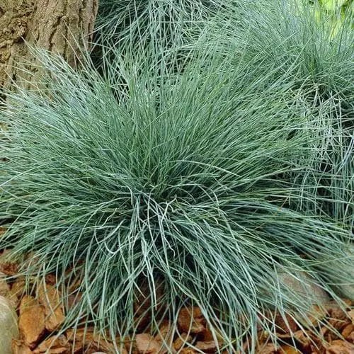 Future Forests Festuca Glauca Elijah Blue 6 Future Forests Festuca Glauca Elijah Blue