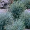 Future Forests Festuca Glauca Elijah Blue 2 Future Forests Festuca Glauca Elijah Blue
