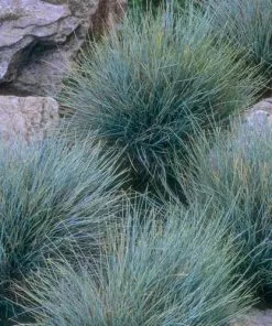 Future Forests Festuca Glauca Elijah Blue