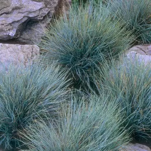 Future Forests Festuca Glauca Elijah Blue 3 Future Forests Festuca Glauca Elijah Blue