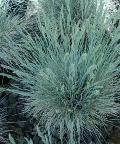 Future Forests Festuca Glauca Elijah Blue 14 Future Forests Festuca Glauca Elijah Blue