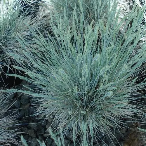 Future Forests Festuca Glauca Elijah Blue 7 Future Forests Festuca Glauca Elijah Blue