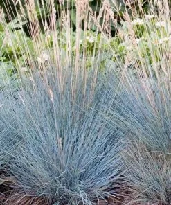 Future Forests Festuca Glauca Elijah Blue 15 Future Forests Festuca Glauca Elijah Blue