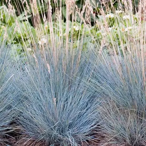 Future Forests Festuca Glauca Elijah Blue 8 Future Forests Festuca Glauca Elijah Blue