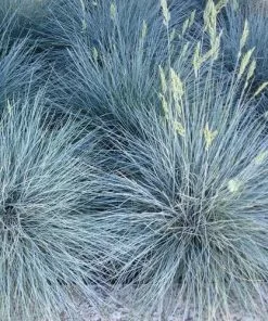 Future Forests Festuca Glauca Elijah Blue 16 Future Forests Festuca Glauca Elijah Blue