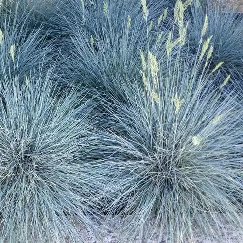 Future Forests Festuca Glauca Elijah Blue 9 Future Forests Festuca Glauca Elijah Blue