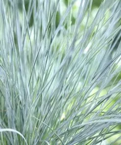 Future Forests Festuca Glauca Elijah Blue 17 Future Forests Festuca Glauca Elijah Blue