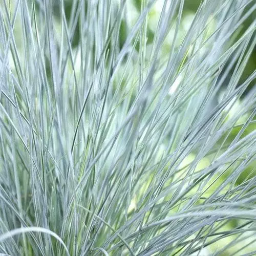 Future Forests Festuca Glauca Elijah Blue 10 Future Forests Festuca Glauca Elijah Blue