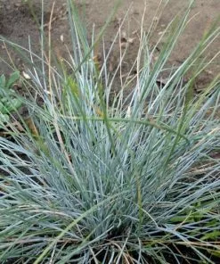 Future Forests Festuca Glauca Elijah Blue 11 Future Forests Festuca Glauca Elijah Blue