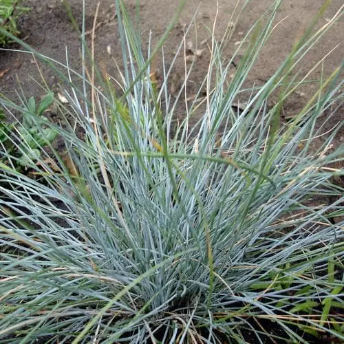 Future Forests Festuca Glauca Elijah Blue 4 Future Forests Festuca Glauca Elijah Blue