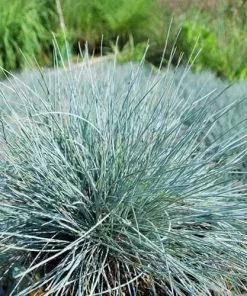 Future Forests Festuca Glauca Elijah Blue 12 Future Forests Festuca Glauca Elijah Blue