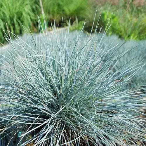 Future Forests Festuca Glauca Elijah Blue 5 Future Forests Festuca Glauca Elijah Blue