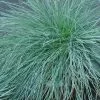 Future Forests Festuca Glauca Intense Blue