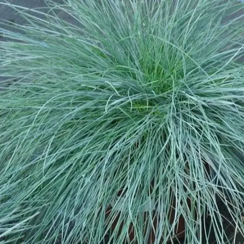Future Forests Festuca Glauca Intense Blue 3 Future Forests Festuca Glauca Intense Blue