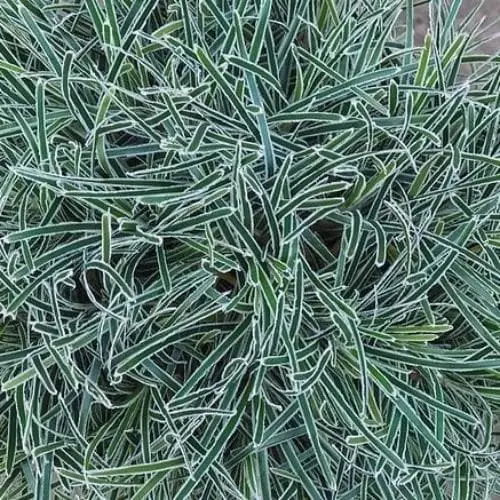 Future Forests More Ficinia Truncata Ice Crystal 3 Future Forests More Ficinia Truncata Ice Crystal