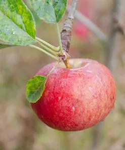 Future Forests Fruit Apple Fiesta