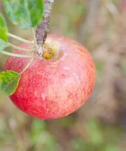 Future Forests Fruit Apple Fiesta