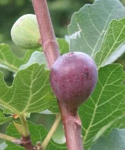 Future Forests Fig Sultane Fruit