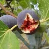Future Forests Fig Sultane Fruit 1 Future Forests Fig Sultane Fruit