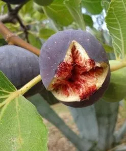 Future Forests Fig Sultane Fruit