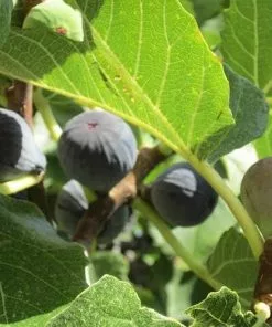 Future Forests Fruit Fig Violette De Sollies