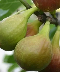 Future Forests Fruit Fig Violette De Sollies