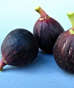 Future Forests Fruit Fig Violette De Sollies