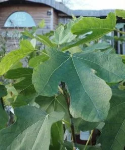 Future Forests Fruit Fig Brown Turkey 11 Future Forests Fruit Fig Brown Turkey