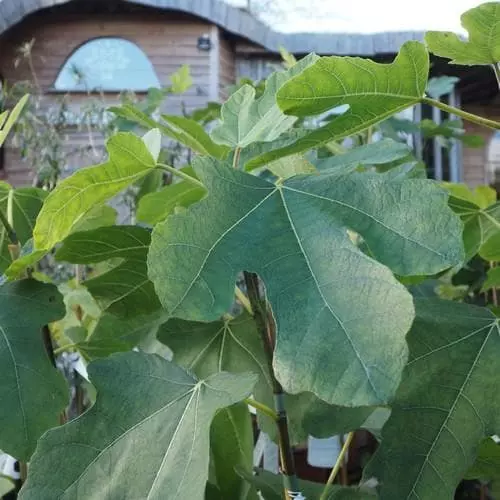 Future Forests Fruit Fig Brown Turkey 7 Future Forests Fruit Fig Brown Turkey