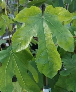 Future Forests Fig Sultane Fruit