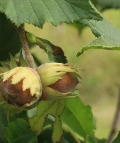 Future Forests Filbert - Corylus Avellana Hall’s Giant