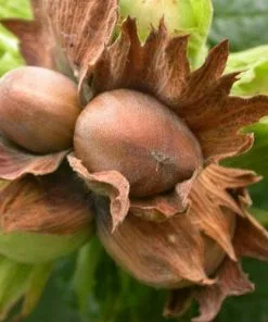 Future Forests Filbert - Corylus Avellana Hall’s Giant