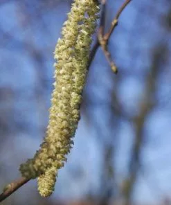 Future Forests Filbert - Corylus Avellana Hall’s Giant