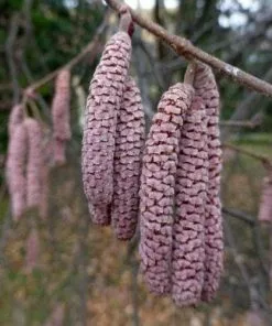 Future Forests Fruit Filbert - Corylus Maxima Purpurea