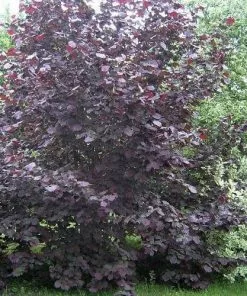 Future Forests Fruit Filbert - Corylus Maxima Purpurea