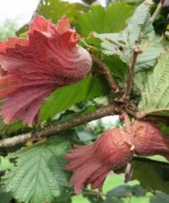 Future Forests Filbert - Corylus Maxima Red Filbert