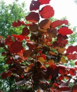 Future Forests Filbert - Corylus Maxima Red Filbert