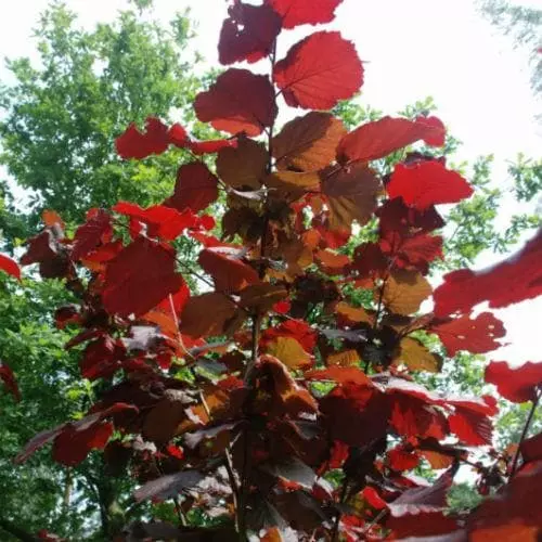Future Forests Filbert - Corylus Maxima Red Filbert 4 Future Forests Filbert - Corylus Maxima Red Filbert