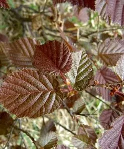 Future Forests Filbert - Corylus Maxima Red Filbert 8 Future Forests Filbert - Corylus Maxima Red Filbert