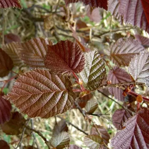 Future Forests Filbert - Corylus Maxima Red Filbert 5 Future Forests Filbert - Corylus Maxima Red Filbert