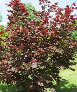 Future Forests Filbert - Corylus Maxima Red Filbert 9 Future Forests Filbert - Corylus Maxima Red Filbert