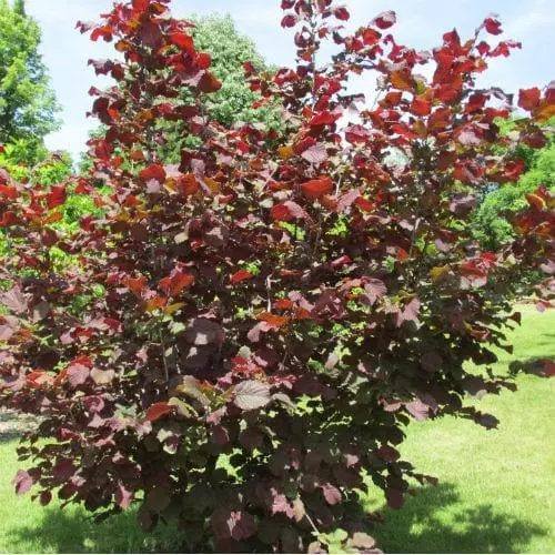 Future Forests Filbert - Corylus Maxima Red Filbert 6 Future Forests Filbert - Corylus Maxima Red Filbert