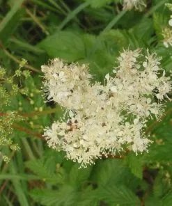 Future Forests Filipendula Ulmaria - Meadowsweet