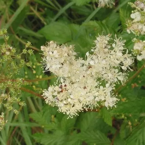 Future Forests Filipendula Ulmaria - Meadowsweet 4 Future Forests Filipendula Ulmaria - Meadowsweet